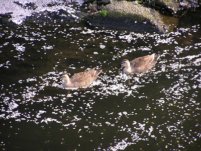 長津田十景:恩田川の花筏に遊ぶ夫婦鴨