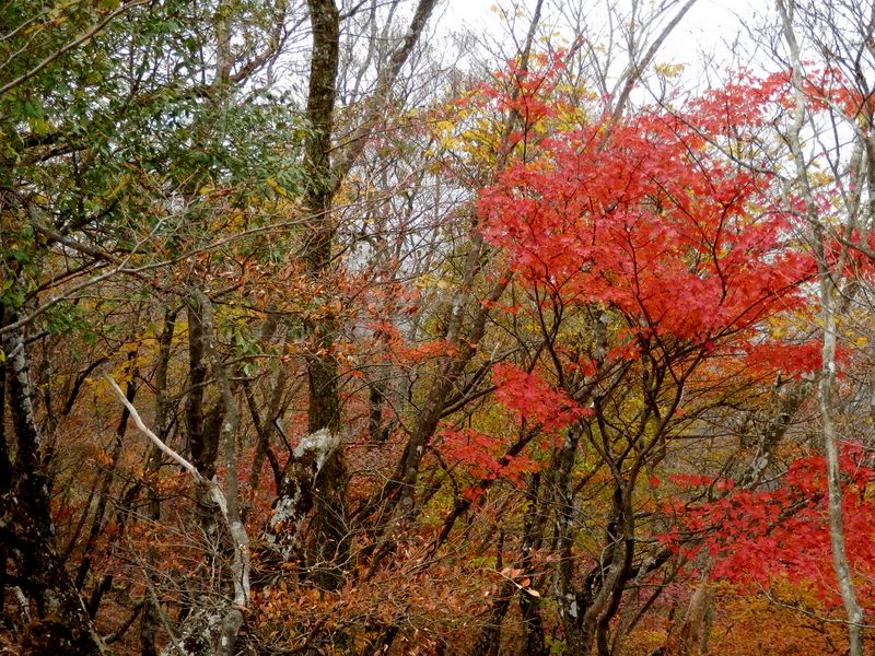 鍋割山稜の紅葉（小丸付近）