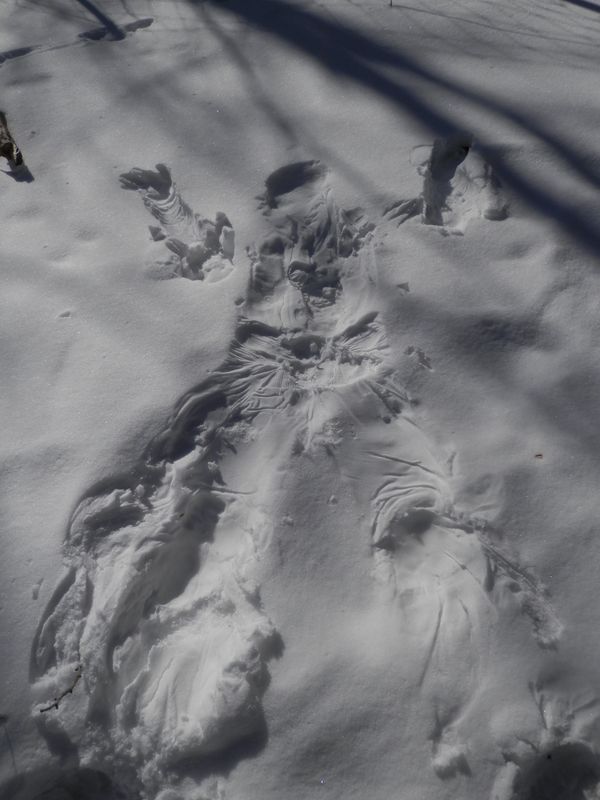 塔ノ岳・鍋割山 -- 雪上に人間の型押しをしてみた