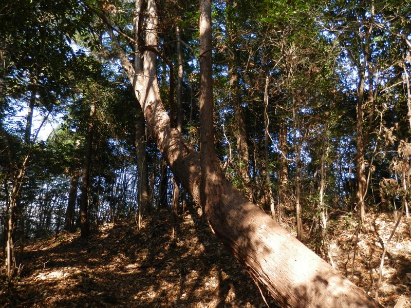 斜めになって、枝を垂直に立てた杉の木