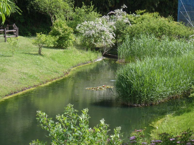 新治里山公園の池