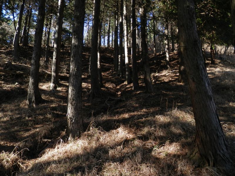 二ノ塔 -- 檜の植林帯を登る