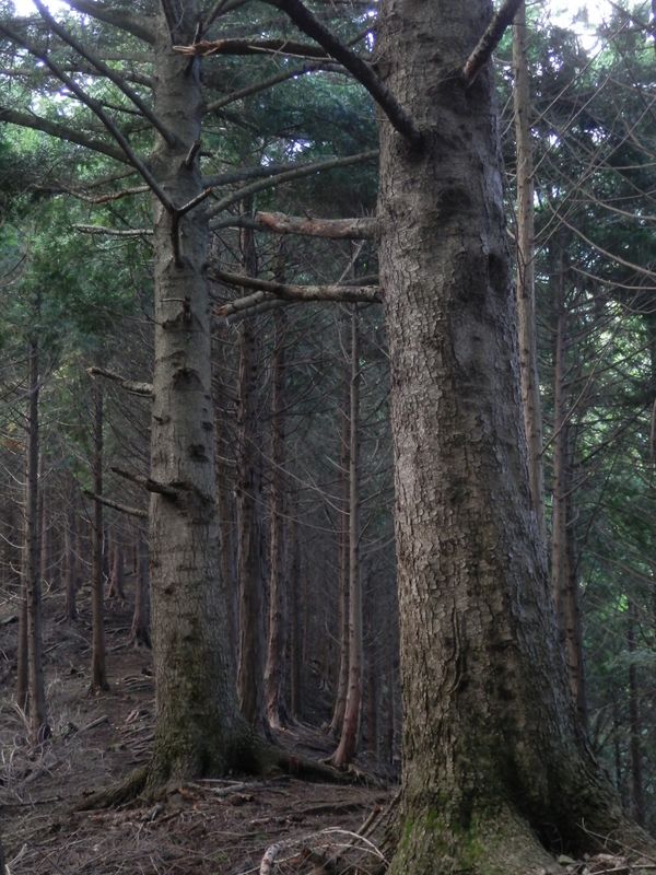 尾根上に立つモミの巨樹