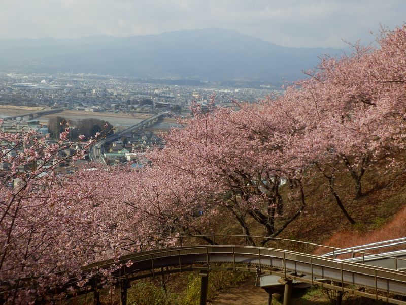 河津桜の向うに、酒匂川を望む