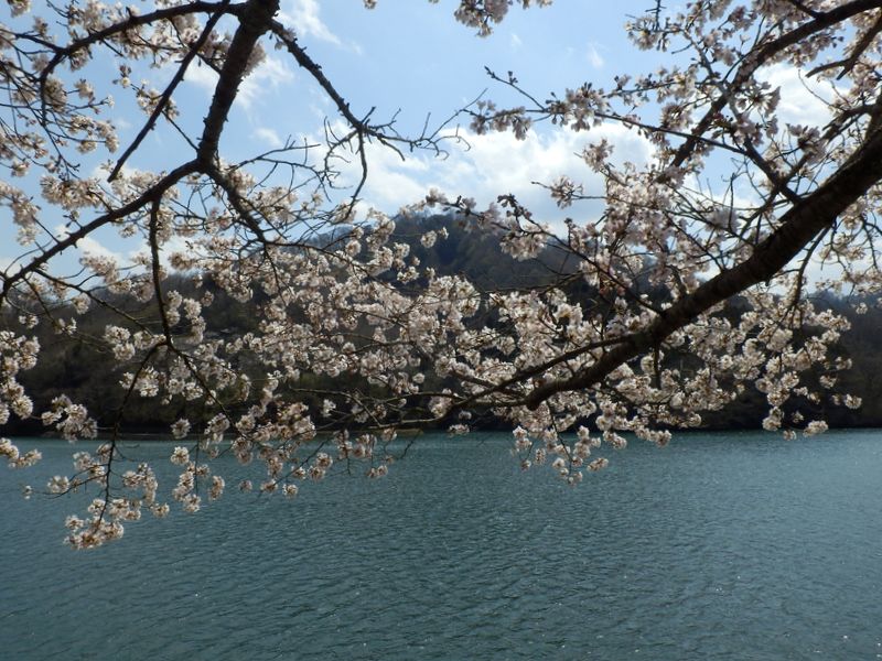 大野貯水池の桜、御春山を背景に