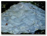 枕状溶岩とユーシンブルー