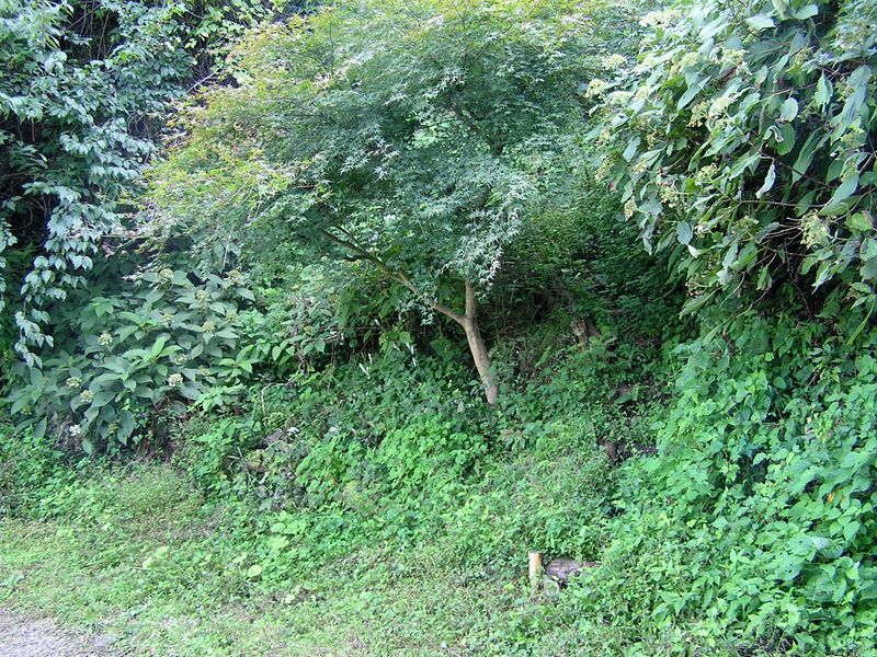 仙洞寺山 -- モミジの木の右に細い階段道がある