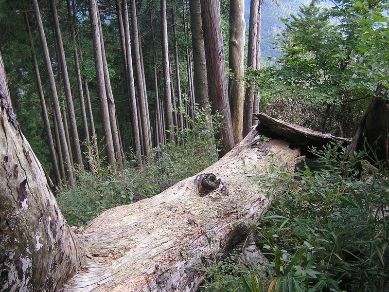 仙洞寺山 -- 尾根道を塞ぐ大きな倒木