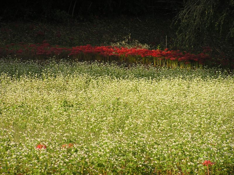 仙洞寺山 -- ヒガンバナとソバの花