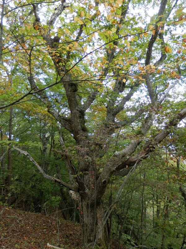 ミズナラの老樹