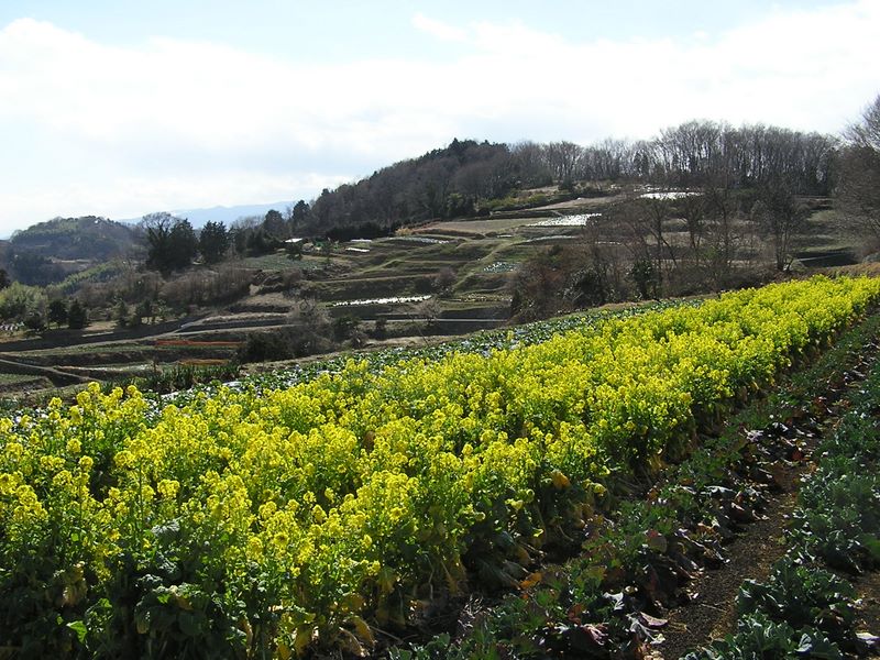 渋沢丘陵と頭高山 -- 菜の花の丘