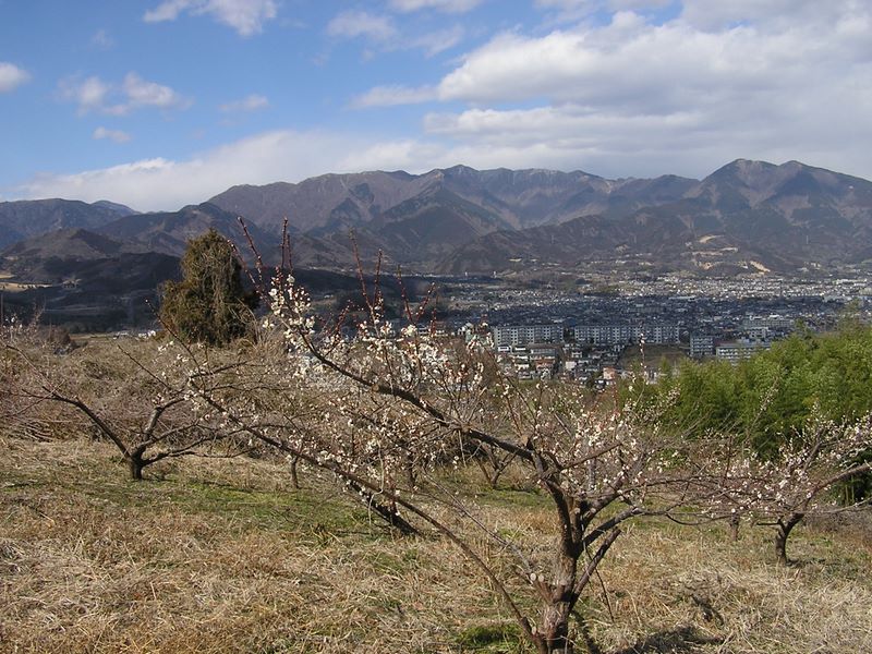 渋沢丘陵と頭高山 -- ベンチと梅のある休憩ポイントから、表尾根、鍋割山稜がよく見える