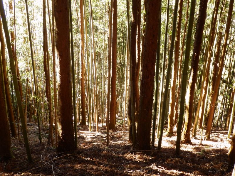 聖武連山・竹と杉の混交林
