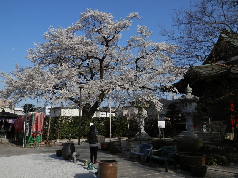 大光寺に立ち寄って、桜を鑑賞する