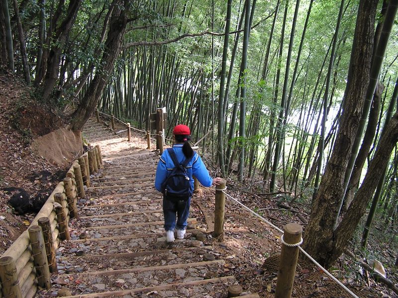 高尾山から城山 -- この竹藪を抜けると、登山道は終わりです