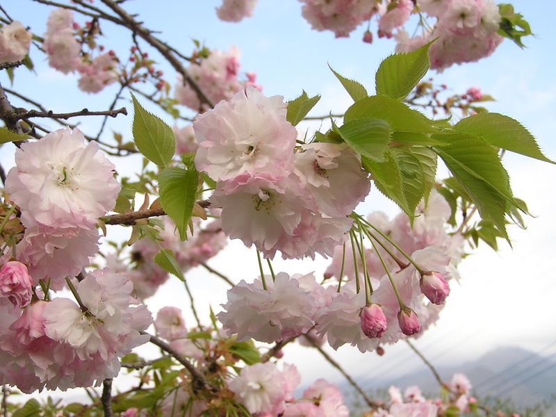 高川山･九鬼山 -- 八重桜はまだ見ごろでした