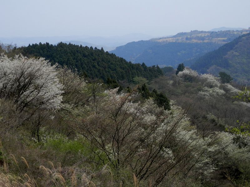 春の山々に桜がいっぱい