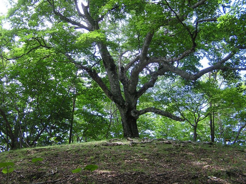 鷹ノ巣山 -- 小さなピーク上の大きなブナの木