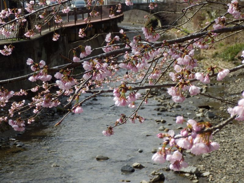 青葉橋の早咲き桜