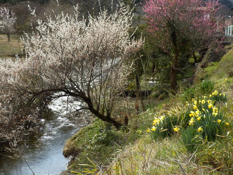 春の小仏川