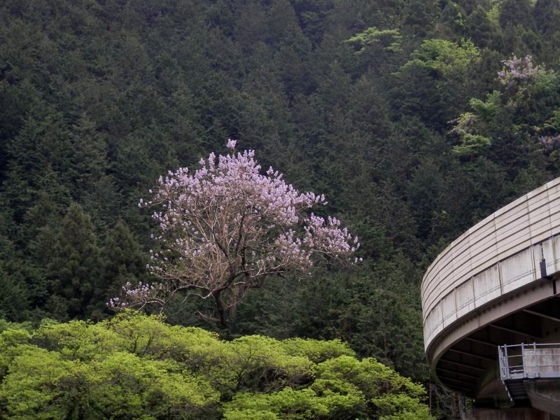 高尾山インターチェンジの傍の桐の花