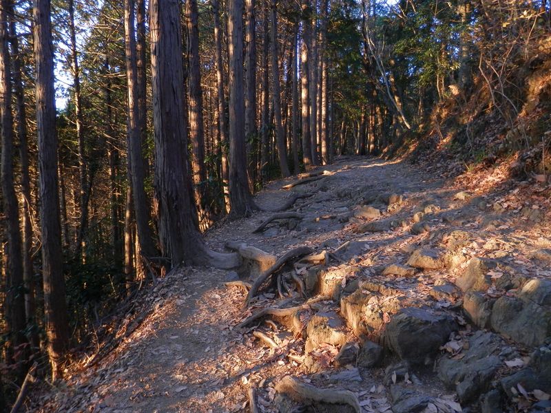 強い朝日が差し込み始めた、稲荷山コース登山道