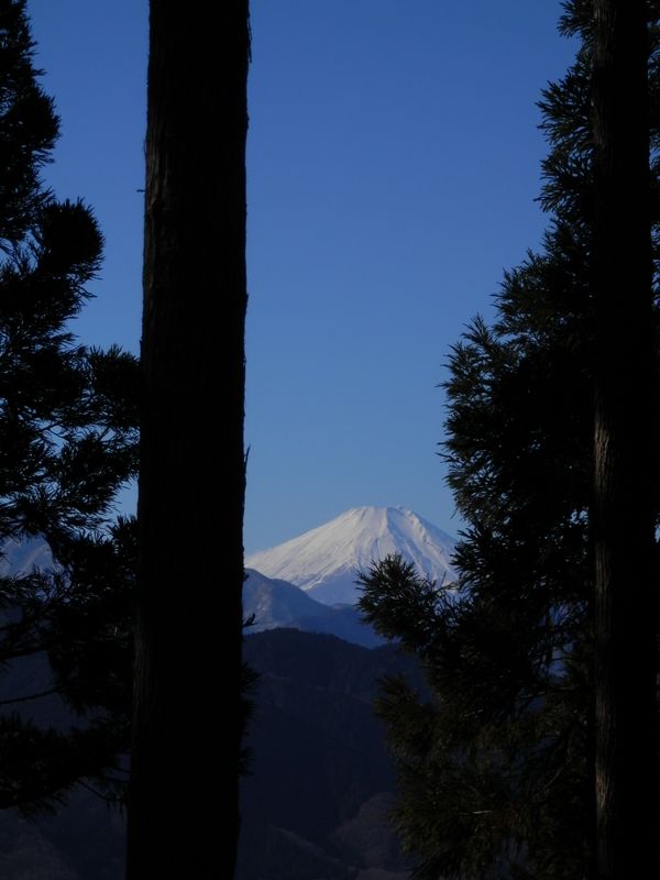 南高尾山稜 -- 樹間の富士