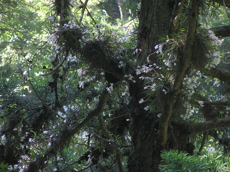 高尾山・いろはの森・六号路 -- セッコクの花は終わりかけていた
