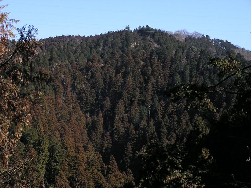 南高尾山稜 -- 高尾山は、杉が赤みを帯びている