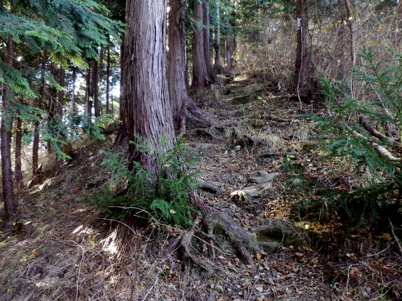杉や檜の並木道