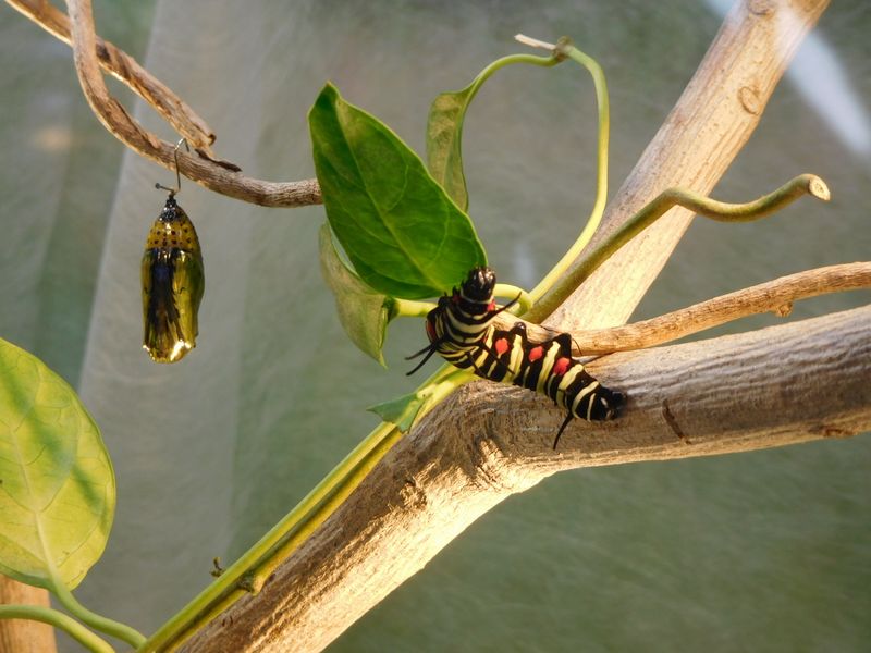 オオゴマダラの幼虫と蛹
