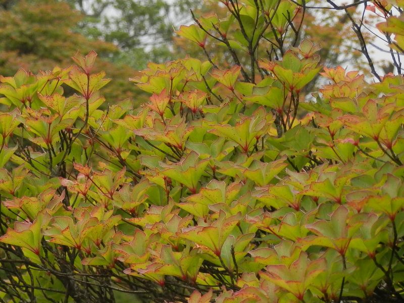 赤味を帯びたゴヨウツツジの葉