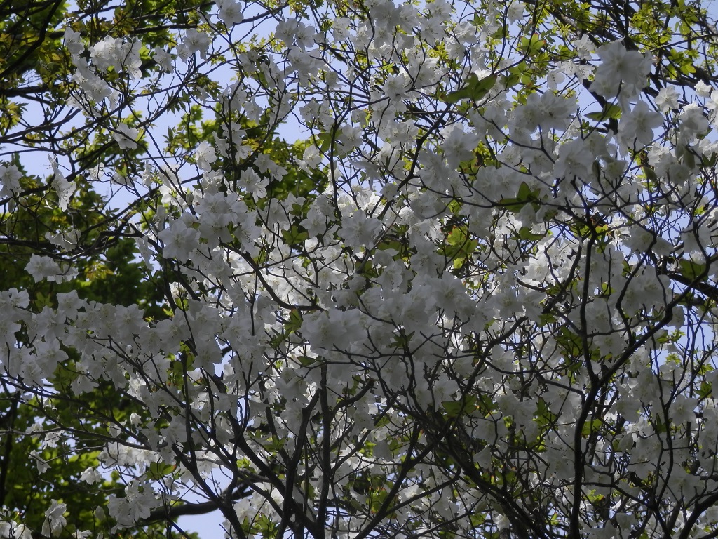 丹沢三峰 -- 花が多くて、八重咲きのように見えたりする