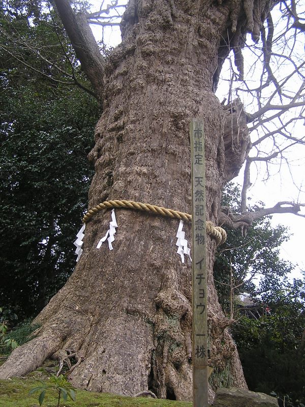 天園 -- 荏柄天神社のイチョウの巨木