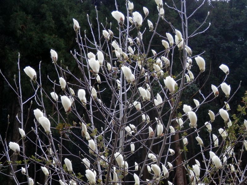 白木蓮の花がふっくら