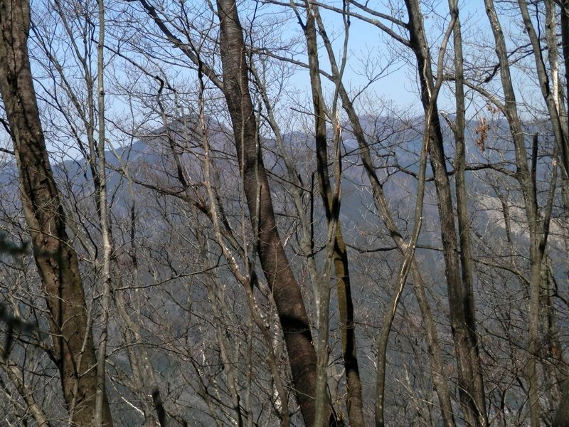右後方に、本仁田山と川苔山