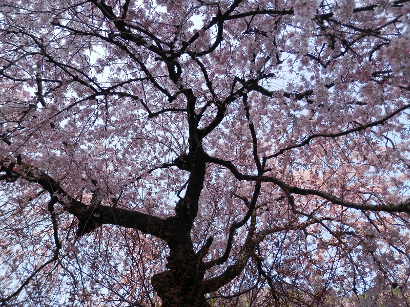 小さな花が枝垂れて咲く桜の下で
