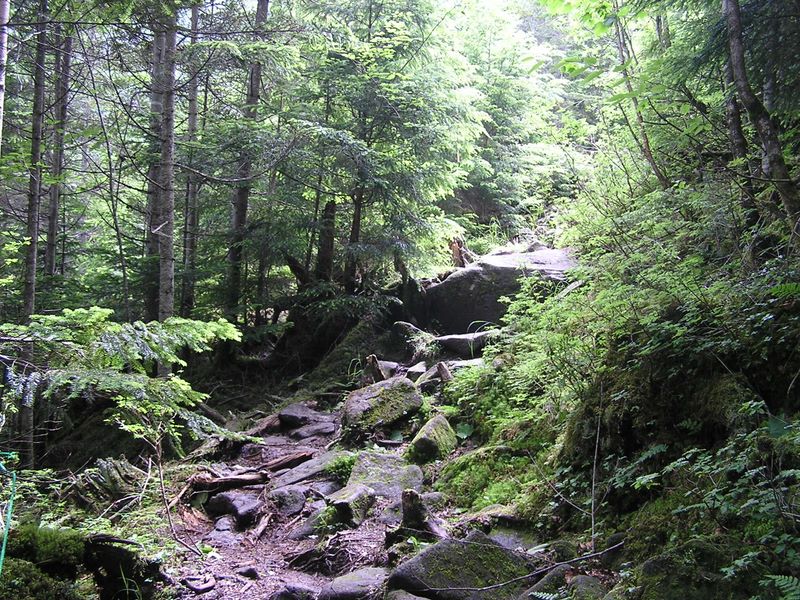 天狗岳 -- 登山道を特徴付ける、苔、岩、シラビソ林