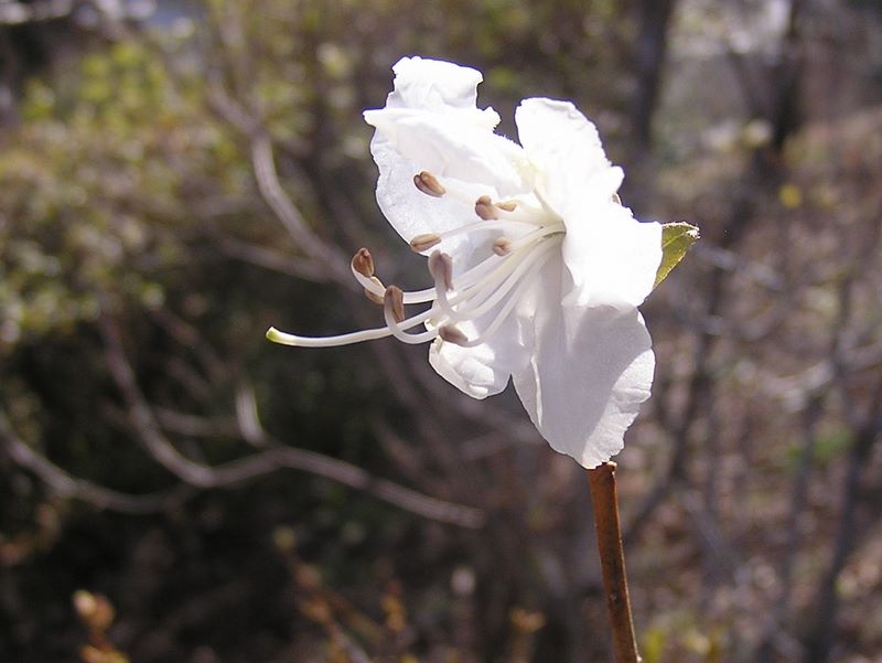 天狗岩・赤ぼっこ -- 梅の公園で咲き始めていた、白花の玄海つつじ