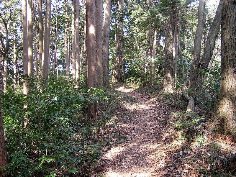 天狗岩・赤ぼっこ -- 明るいヒノキの林を歩く