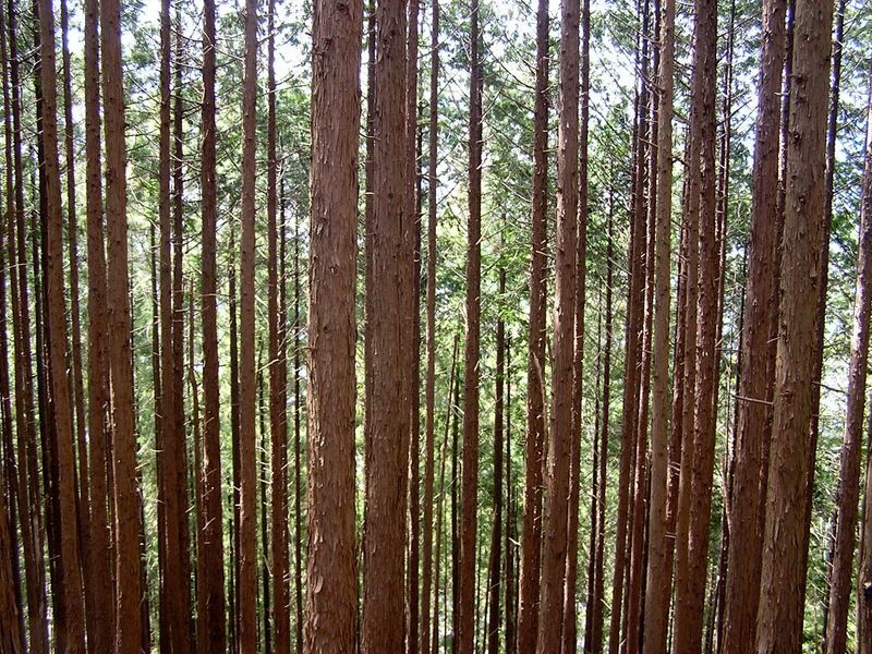 鉄五郎新道から大塚山 -- すらりと伸びた檜林