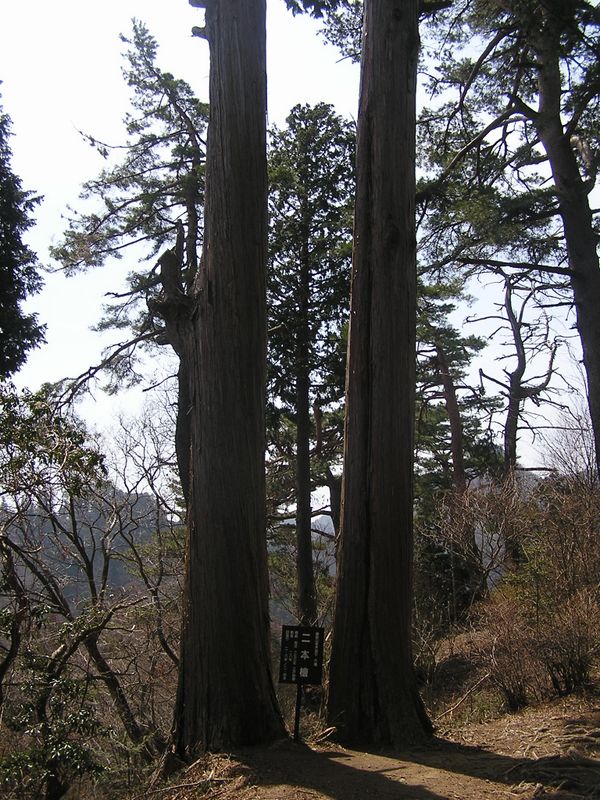 鉄五郎新道から大塚山 -- 二本檜