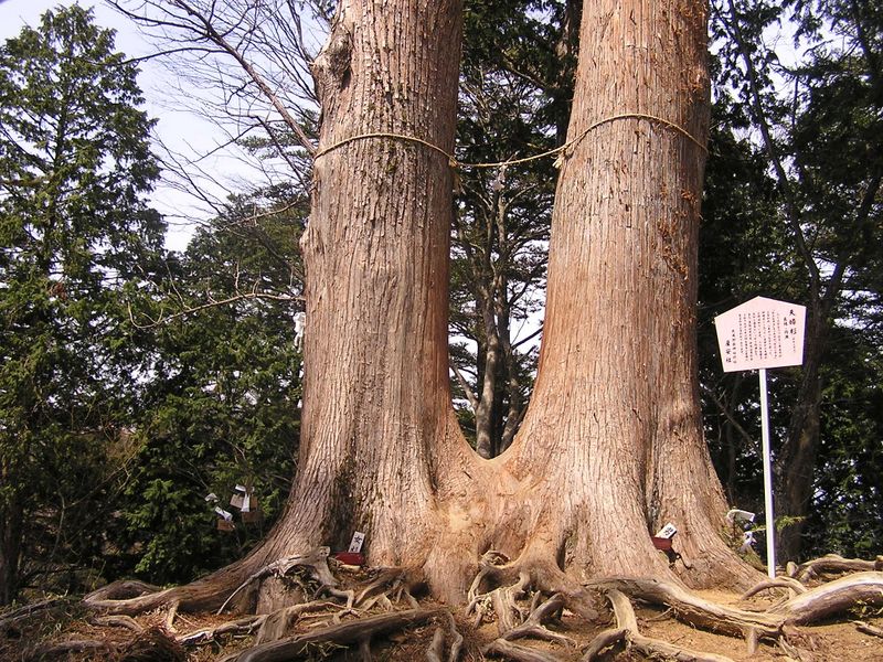 鉄五郎新道から大塚山 -- 夫婦杉は結ばれている