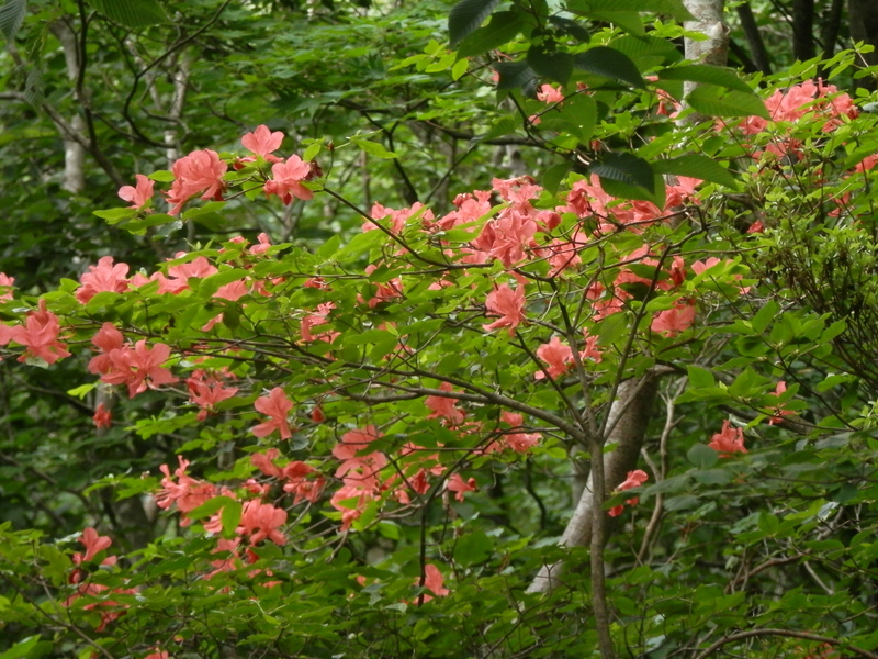 鳥ノ胸山 -- ヤマツツジがまだ咲き残っていた