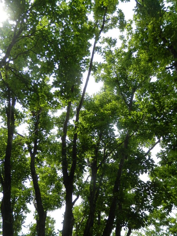 鳥ノ胸山 -- エゾハルゼミの鳴く広葉樹林