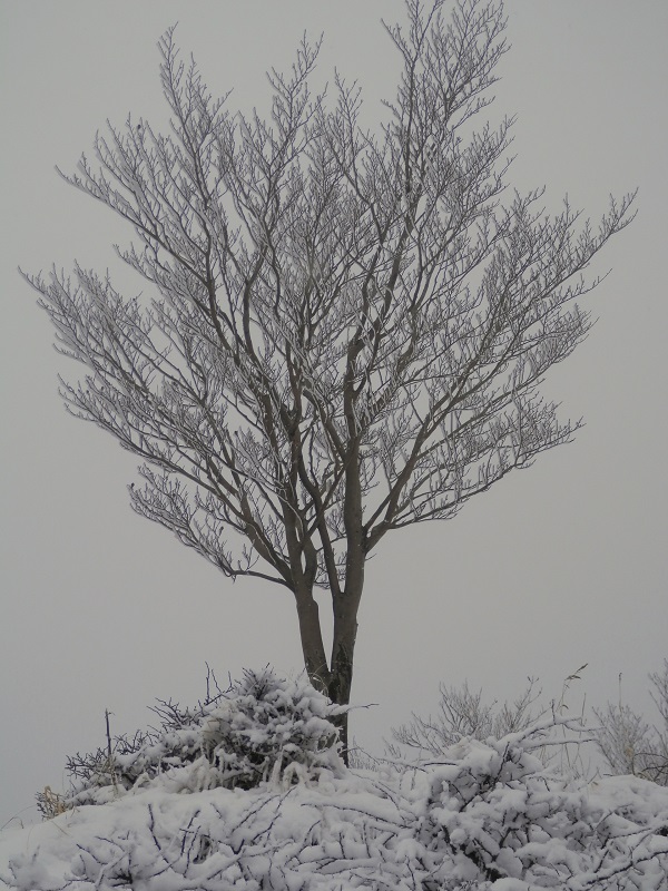 霧氷をまとった木