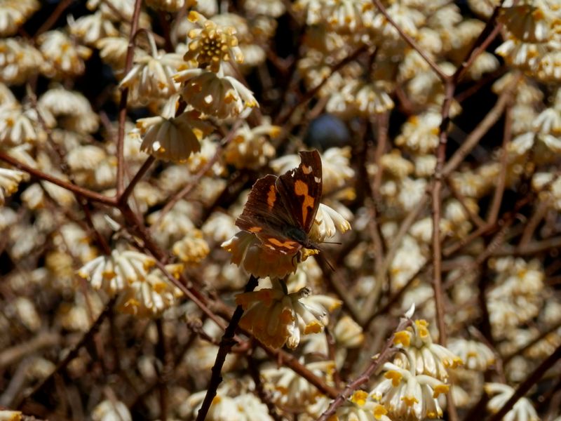 テングチョウとミツマタの花