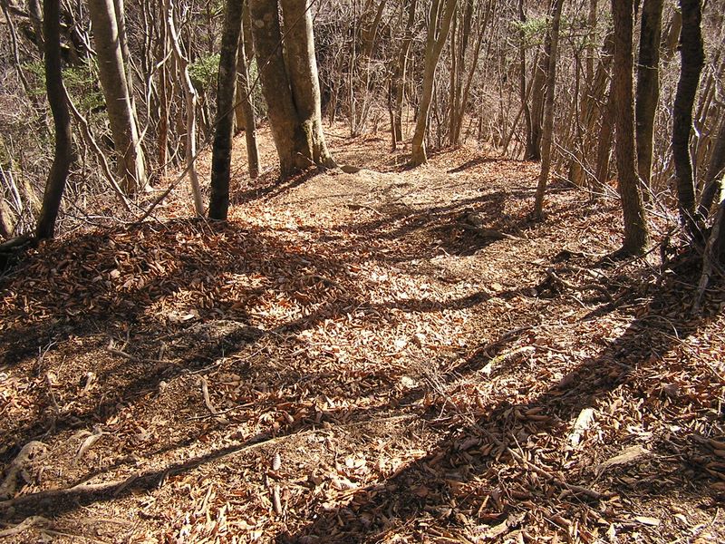 急な下りでは、落ち葉に埋もれた木の根を踏むと足が滑る