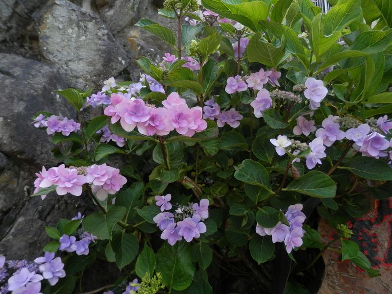 石垣の紫陽花