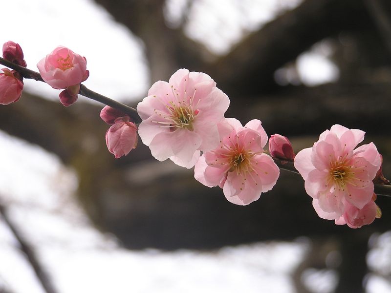 裏高尾 -- 駒木野関跡の梅は五分咲き